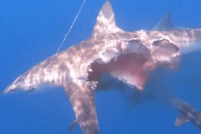 娱乐吃瓜酱鲨鱼视频大全,鲨鱼视频大全趣味盘点