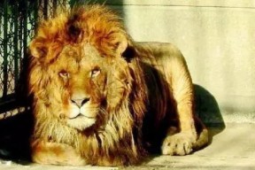 娱乐吃瓜酱母狮子,揭秘娱乐圈幕后故事