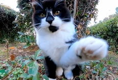 猫咪短视频网站,猫咪短视频网站带你领略萌宠风采